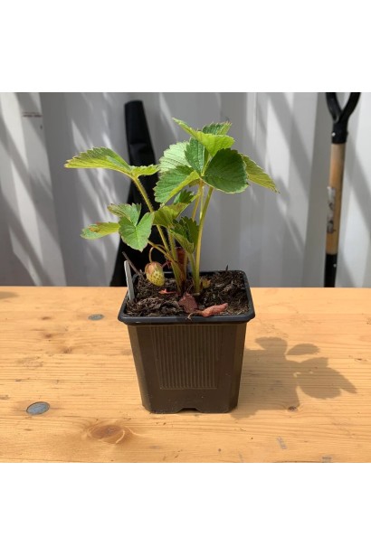 Полуниця Дарселект в горщику 0,5 л